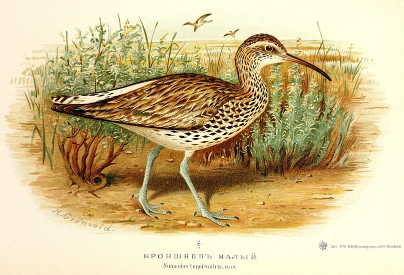 ozGKRWH66x8.jpg