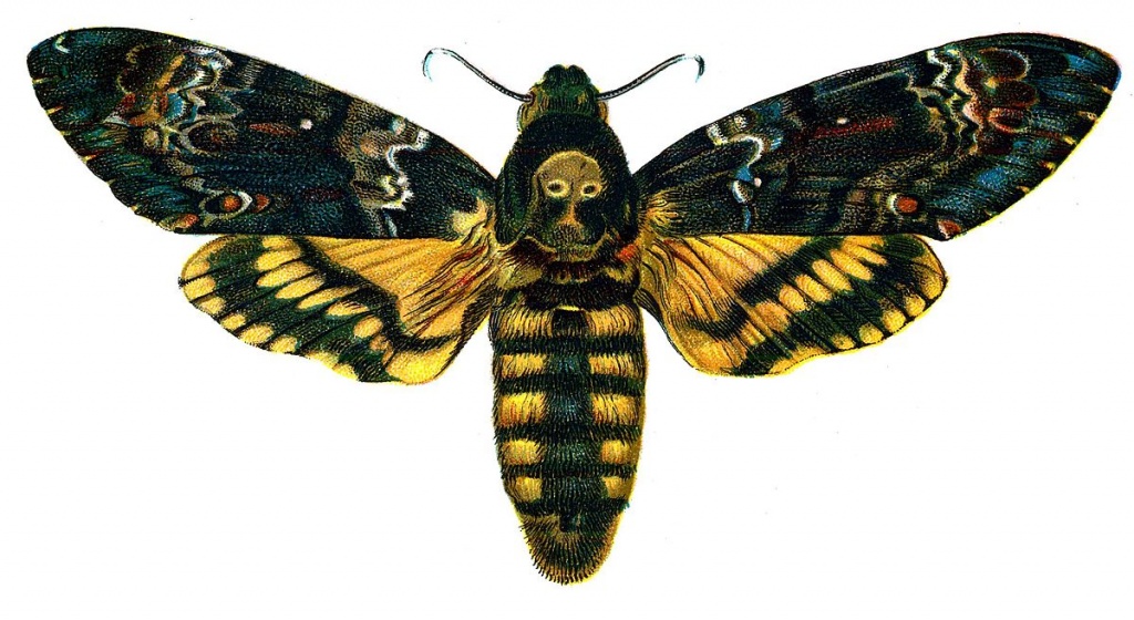 2. Бражник Мёртвая голова.jpg